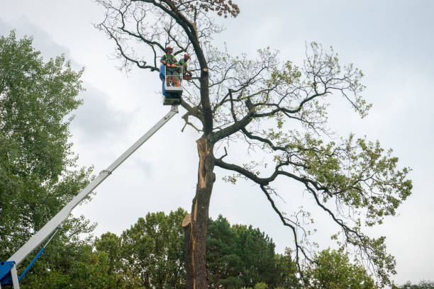 Best Tree and Shrub Care  in Richwood, TX