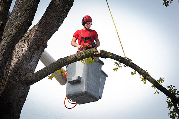 Best Tree Risk Assessment  in Richwood, TX